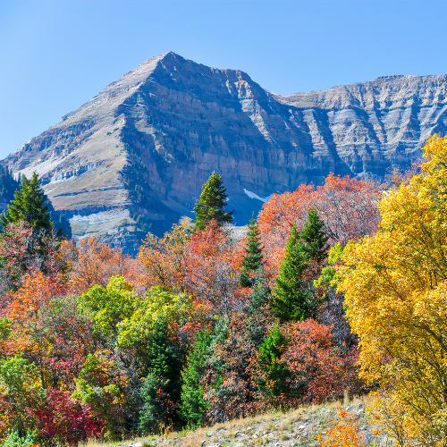 Organic Stoneblood Shilajit wildcrafted in the Rocky Mountains of Utah.